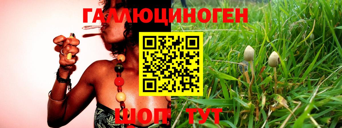 Галлюциногенные грибы Cubensis  Псилоцибиновые грибы мицелий  Вход с VPN  Сунжа 